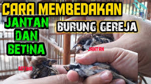 We did not find results for: Cara Membedakan Gereja Jantan Dan Betina Youtube