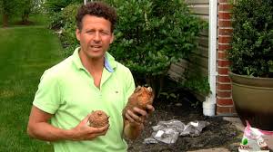 Planting your elephant ear bulbs. How To Plant Elephant Ear Bulbs Youtube