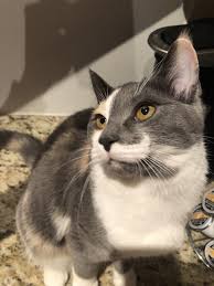 The longer the coat, the more serious the ear tufts! Dilute Calico With Ear Tufts What Could She Be Thecatsite