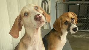 Rain pet rescue orlando fl. Search Join Now Filtered By Category Member Highlights Clear Filter Puppies Rescued From Shelters Affected By Elsa Now In Orlando By Nash Mccutchen Category Member Highlights Tags Animal Shelter Floridapet Adoptionnon Profit Animal Shelter