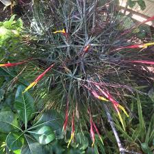 Image result for Thomandersia