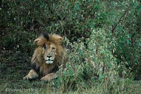 Your scarface lion stock images are ready. Mi7clnt1qjs7bm