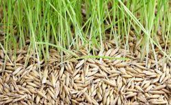 Beautiful meaning in punjabi will be ਸੁੰਦਰ (sudara) brave meaning in punjabi will be ਬਹਾਦਰ (bahadara). Rye Grass Seeds Wholesale Price Mandi Rate For Rye Grass Seeds