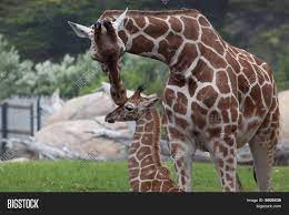 Mother Giraffe Kissing Image Photo Free Trial Bigstock
