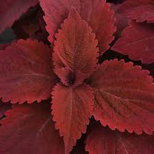 Image result for Coleus guerkei