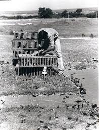 (wate) — a knoxville man is facing additional charges stemming from an attempted armed robbery at a pigeon forge restaurant. Growing Up Boddington