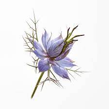 Love In A Mist Drawing Google Search Watercolor Tattoo Flower Flower Pictures Botanical Floral Prints