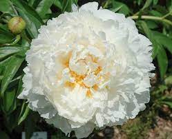 White peony plants near me. Paeonia Lactiflora Bowl Of Cream Peony
