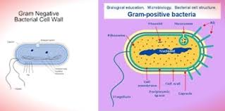 difference between gram positive bacteria and gram negative