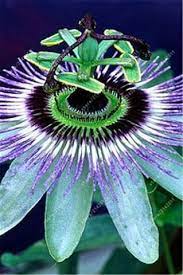 I love rose | fun learning exotic flower names. Pin On Exotic Flowers