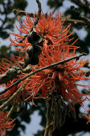 Image result for Erythrina abyssinica