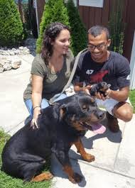 Uptown puppies connects you with ethical and vetted cavapoo breeders in charlotte nc. 6 Best Rottweiler Breeders In North Carolina 2021 We Love Doodles
