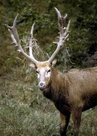 Pere David S Deer Is Considered Extinct In The Wild Deer Species Rare Animals Unusual Animals