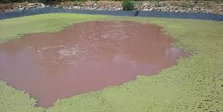 Lagoon Rehabilitation To Solve Common Problems