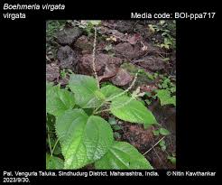 Image result for Boehmeria macrophylla