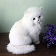 Untuk pecinta kucing pasti tidak ketinggalan mengoleksi jenis ras kucing yang satu ini. Boneka Plush Bentuk Kucing Persia Warna Putih Shopee Indonesia