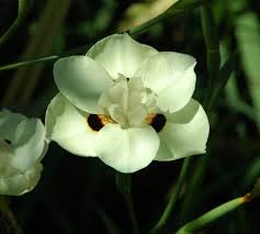 Image result for Dietes flavida