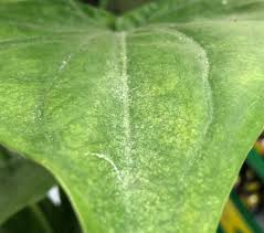 All spider species are called arachnids because they belong to the class of animals called arachnida. Step By Step Guide On Killing Spider Mites