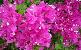 Ballıbabagiller (lamiaceae) familyasından tek yıllık ve genellikle ılıman bölgelerde yetişen bir bitki türü akdeniz kıyı şeridinde sıkça yetiştirilmektedir. Feslegen Bakimi Nasil Yapilir