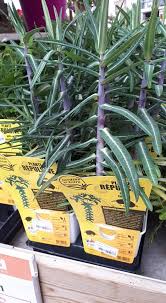 Toutes les informations locales de gouaix (77114) sont disponibles gratuitement sur cette page: Jardiland Plantes Repulsives Chez Jardiland Romilly Sur Facebook