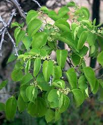 Image result for Cissus humbertii