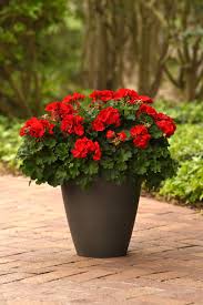 Image result for Geranium