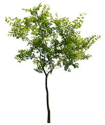 Tree Photoshop Watercolor Trees Tree Textures Architecture Graphics Landscape D Landscape Architecture Graphics Photoshop Landscape Architecture Tree Photoshop