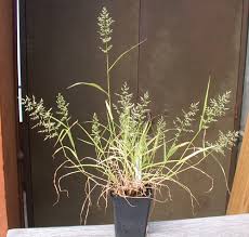 Image result for Eragrostis plana