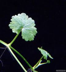 Image result for Hydrocotyle sibthorpioides
