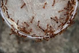 Natural methods are definitely an option. The Secret To Getting Rid Of Ants Overnight