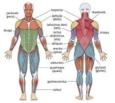 Pin By Mel M On Swoosh Muscular System Anatomy Muscular System Musculoskeletal System