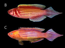 Image result for Phragmanthera crassicaulis