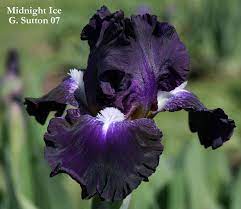 Iris Midnight Ice Iris Garden Iris Flowers Iris