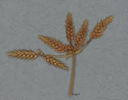 Image result for Cyperus tenuispica