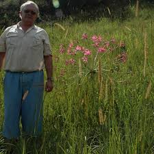 Image result for Brunsvigia