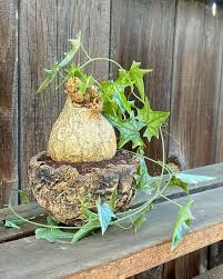 Image result for Gerrardanthus lobatus