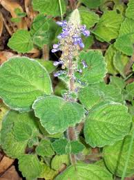 Image result for Plectranthus mandalensis