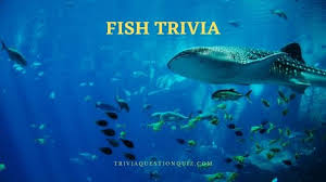 May 21, 2021 · funny trivia questions and answers general knowledge printable gk quizzes are here. 111 Fish Trivia For People With Crazy Fishing Hobby Trivia Qq