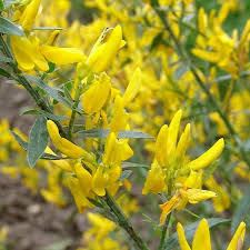 Image result for Tinnea vesiculosa