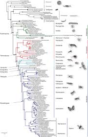 Euarthropoda boş olarak beşe bölünmü ştür. Https Www Zfmk De Dateien Atoms Files Meusemann Et Al A Phylogenomic 2010 Pdf