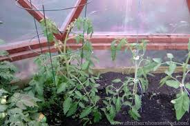 These low temperature effects add up: Growing Tomatoes In Cold Climate Northern Homestead