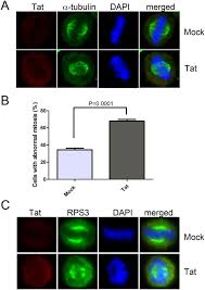 We did not find results for: Effect Of Hiv 1 Tat On The Formation Of The Mitotic Spindle By Interaction With Ribosomal Protein S3 Scientific Reports