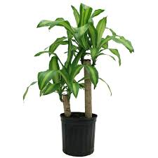 18 Mass Cane Dracaena Massangeana Ideas Dracaena Indoor Plants House Plants