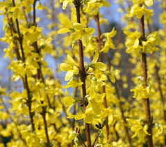 Fast Growing Forsythia Bushes Bring Summer Color To The Garden Shrubs For Landscaping Forsythia Bush Plants