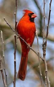 Birds Native To Georgia Usa North Georgia Birds The Red Cardinal Beautiful Birds Wild Birds Cardinal Birds