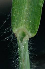 Image result for Digitaria milanjiana