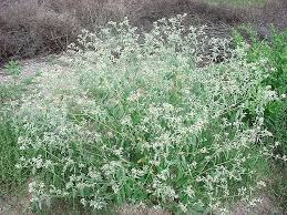 Image result for Croton longipedicellatus