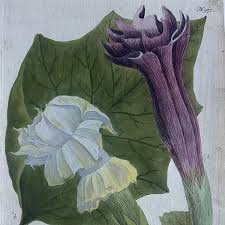 Image result for Datura