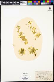 Image result for Selaginella buchholzii