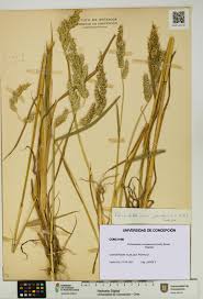 Image result for Echinochloa crus-pavonis